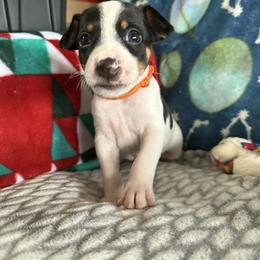 Rat Terrier Puppies from The Puppy Patch Rat Terriers