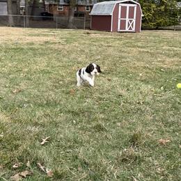 English Springer Spaniel Puppies from Soaring Springers