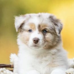 Australian Shepherds and Labrador Retrievers from RainyDaze Labradors and Aussies
