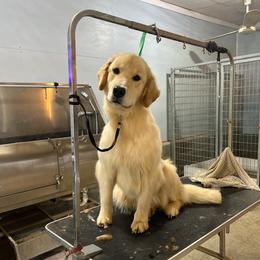 Nori - Golden Retriever