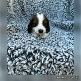 Dachshund Puppies from Dachshunds of Bunch