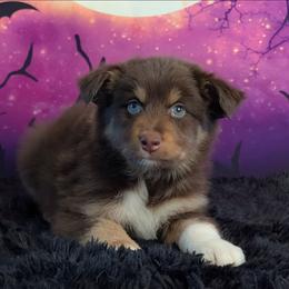 Mars - Red tri-color male Australian Shepherd puppy in Fultonville, New York from Sandy Aussies, Mini Dachshunds & Pomeranians