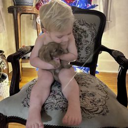 Cavalier King Charles Spaniel Puppies from Sweet Southern Cavaliers and Frenchies