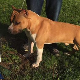 American Staffordshire Terriers from Odylic Amstaffs