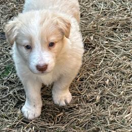 Mochi - White and gold female Border Collie puppy in Mckinney, Texas from Border Collies of Ruidoso