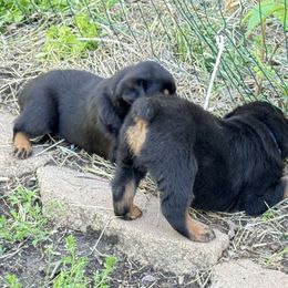 Rottweiler Puppies from Cross Creek Rottweilers