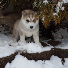 German Shepherd and Siberian Husky Puppies from Sstar Siberians