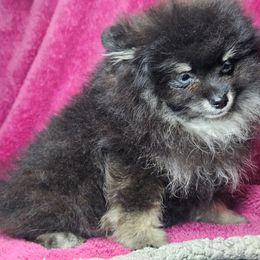 Lilo - Tri-colored female Pomeranian puppy in Laredo, Texas from SASH Poms