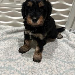 Purple Mini - Phantom female Goldendoodle puppy in Millville, New Jersey from Michelle's Doodles