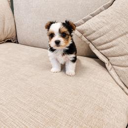 Yorkshire Terrier Puppies from Kashmir Yorkies