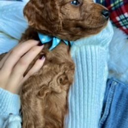 Goldendoodle Puppies from Loving Doodles