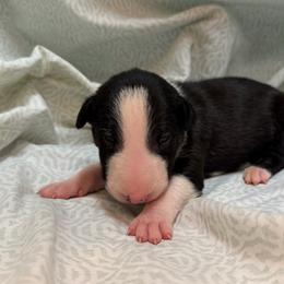 Cholula - Black brindle and white female Bull Terrier puppy in Colville, Washington from Mark My Words Bull Terriers