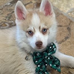 Blue Ghost - Lavender male Pomsky puppy in Magnolia, Texas from Solace Shelties and Pomskies