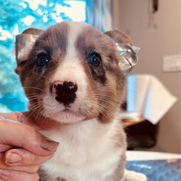 Holly - Blue merle and white female Cardigan Welsh Corgi puppy in Des Plaines, Illinois from Ataraxis Cardigan Welsh Corgis