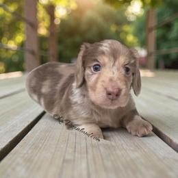 Rolly - Chocolate and cream male Dachshund puppy in Oklahoma City, Oklahoma from OkieDoxieland Dachshunds
