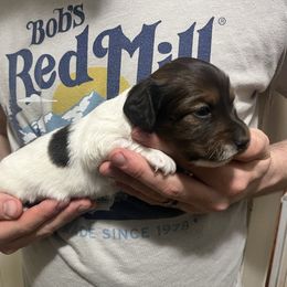 AKC Shaded Red Piebald 3 - Piebald female Dachshund puppy in Gainesville, Florida from Mini Dots Mini Dachshunds