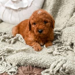 Pink collar girl curly - Red  female Goldendoodle puppy in Spokane, Washington from Dream Doodles in Spokane WA