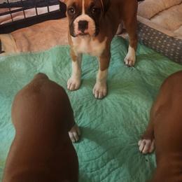 Show Prospect Whitney - Fawn female Boxer puppy in Toledo, Ohio from Julie Wilmore Olympic Boxers