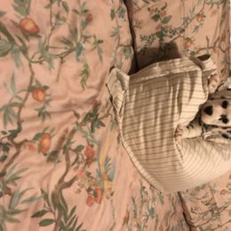 Dalmatian Puppies from Revere Dalmatians