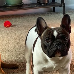 French Bulldogs from Sunfire French Bulldogs