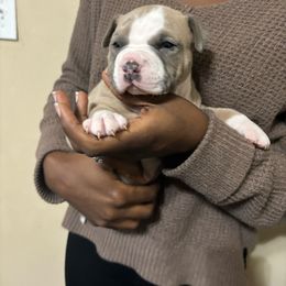 Boy 3 - Blue fawn American Pit Bull Terrier puppy in Pensacola, Florida from Alpha Alliance Kennels