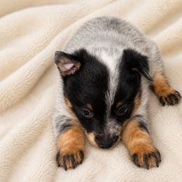 Cedar - Blue speckled male Australian Cattle Dog puppy in Kalispell, Montana from BTR Australian Cattle Dogs