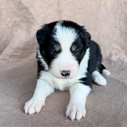 Girl 1 - Tri-color female Border Collie puppy in Centerville, Washington from Forthright Farms