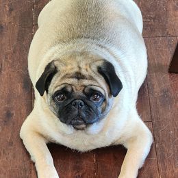 Rosie - Pug