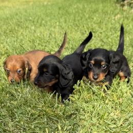 Dachshund Puppies from ATR Dachshunds