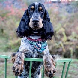 Ash - English Springer Spaniel