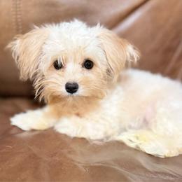 Casper - Champagne male Maltipoo puppy in Lancaster, South Carolina from 3 Bs Havanese-PUPPIES with  PURPOSE