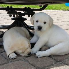 Bella Vista Labradors breeder of 