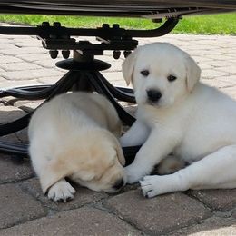 Bella Vista Labradors breeder of 