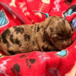Blue - Merle male Goldendoodle puppy in Van Buren, Missouri from Jami’s Goldendoodles & Poodles