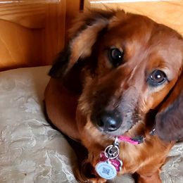 Dachshunds from CCN4 Dachshunds