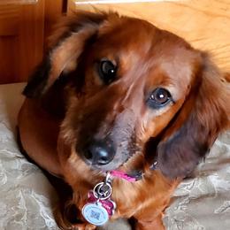 Dachshunds from CCN4 Dachshunds