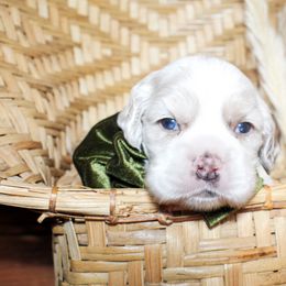 Jax - Buff and white male Cocker Spaniel puppy in Rattan, Oklahoma from Double M Cocker Spaniels