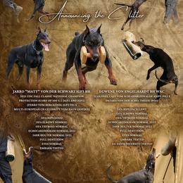 Cleo - Black and rust female Doberman Pinscher puppy in Leslie, Arkansas from Shakarri Irish Setters