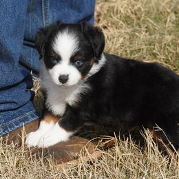Black Tri - Black tri male Miniature Australian Shepherd puppy in Lawton, Oklahoma from Lindsey’s Aussies