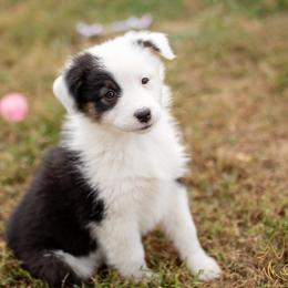 Frances - Black Tri Female - Black tri-color female Australian Shepherd puppy in Red Bud, Illinois from Authentic Aussies