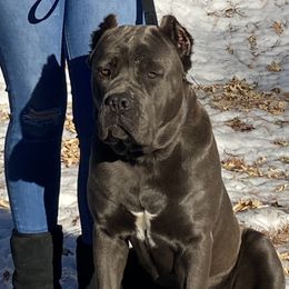 Aries - Cane Corso