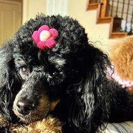 Sadie - Poodle