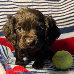 Daisy - Chocolate Boykin Spaniel puppy in Arkansas from Arklahoma Boykins