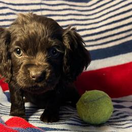 Daisy - Chocolate Boykin Spaniel puppy in Arkansas from Arklahoma Boykins