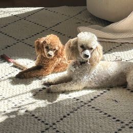 Victory (CKC) - Poodle