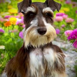 Bonnie - Miniature Schnauzer