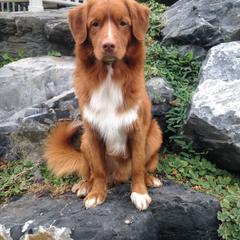 Nova Scotia Duck Tolling Retriever All Grown Up from Melinda Van's Nova Scotia Duck Tolling Retrievers