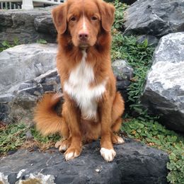 Nova Scotia Duck Tolling Retriever All Grown Up from Melinda Van's Nova Scotia Duck Tolling Retrievers