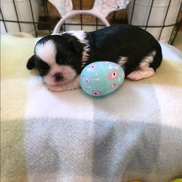 Dandelion( Dande) - Black and white male Shih Tzu puppy in North Carolina from WillowCreek Mountain View Shih Tzu