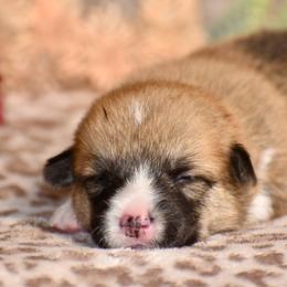 Cosmo - Red male Pembroke Welsh Corgi puppy in East Canton, Ohio from Victorian Farms